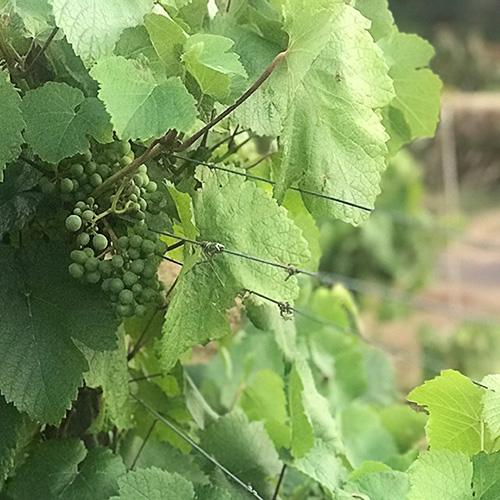 Vindruer
